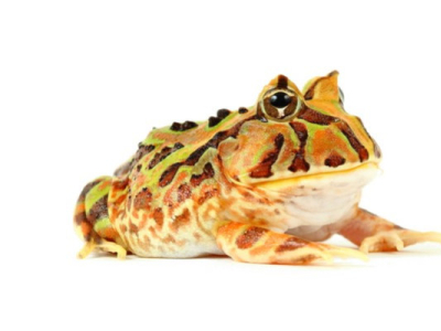 [Présentation d'espèce] Ceratophrys aurita