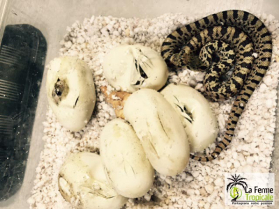 [Sur le vif] Naissance de Pituophis catenifer sayi