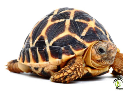 [Présentation d'espèce] Geochelone elegans