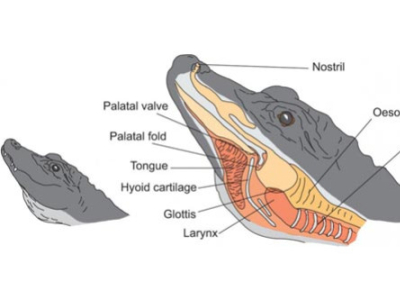 [Découverte] Des alligators sous hélium