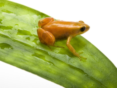 [Présentation d'espèce] Mantella aurantiaca