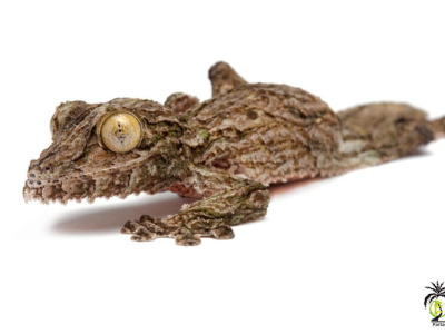 [Présentation d'espèce] Uroplatus sikorae
