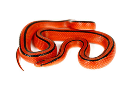 [Présentation d'espèce] Oreocryptophis porphyraceus coxi