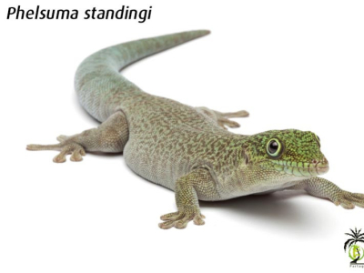 [Présentation d'espèce] Phelsuma standingi