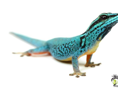 [Présentation d'espèce] Lygodactylus williamsi