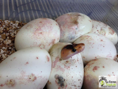 [Sur le vif] Naissance de Python regius champagne X lemon blaast