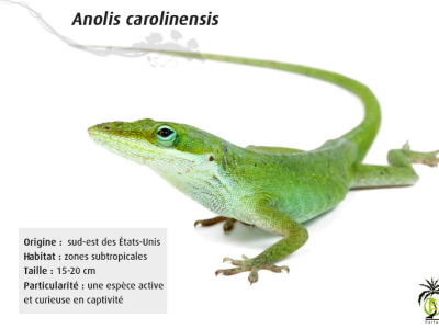 [Présentation d'espèce] Anolis carolinensis