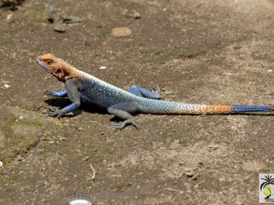 [Voyage] Agama agama en Afrique sub-saharienne