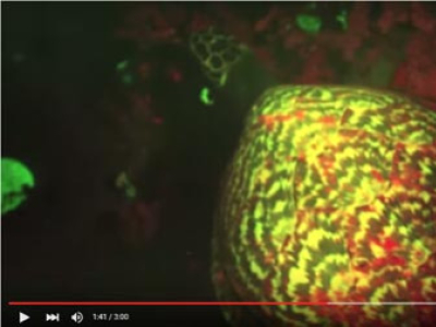 [Découverte] La première tortue biofluorescente observée