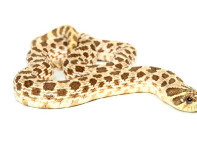 [Présentation d'espèce] Heterodon nasicus