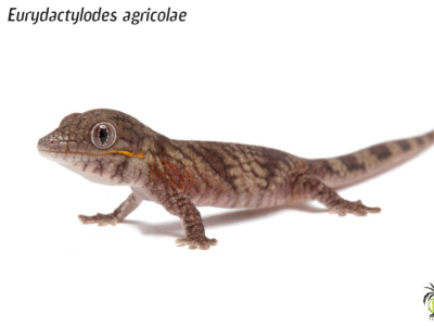 [Présentation d'espèce] Eurydactylodes agricolae