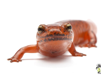 [Présentation d'espèce] Pseudotriton ruber
