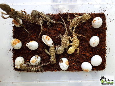 [Sur le vif] Naissance de Pogona henrylawsoni