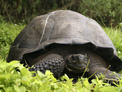[Découverte] Une nouvelle espèce de tortue identifiée aux Galapagos