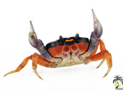 [Présentation d'espèce] Gecarcinus quadratus