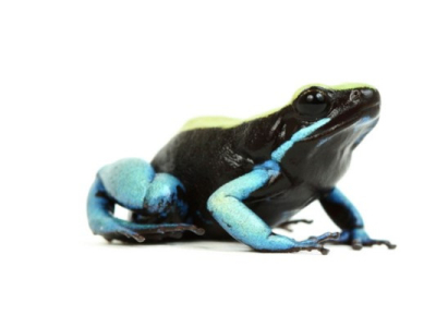 [Présentation d'espèce] Mantella expectata