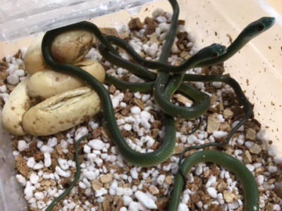 [Sur le vif] Naissance de Philothamnus semivariegatus