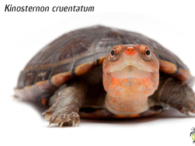 [Présentation d'espèce] Kinosternon cruentatum