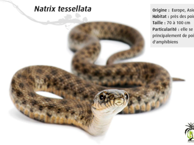[Présentation d'espèce] Natrix tessellata