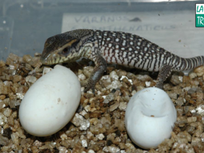 [Sur le vif] Accouplement et naissance de Varanus exanthematicus.