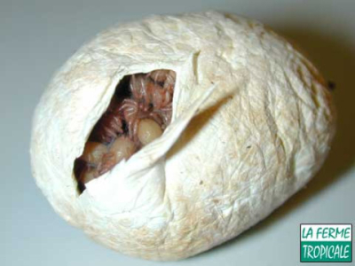 [Sur le vif] Naissance d'Hysterocrates gigas