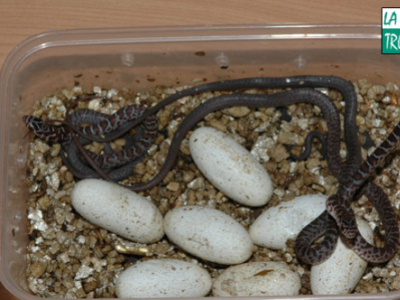 [Sur le vif] Jeunes Coluber constrictor