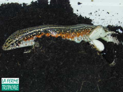 [Sur le vif] Naissance de Zonosaurus ornatus