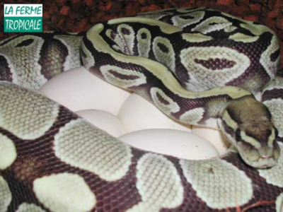 [Sur le vif] Ponte de Python regius 
