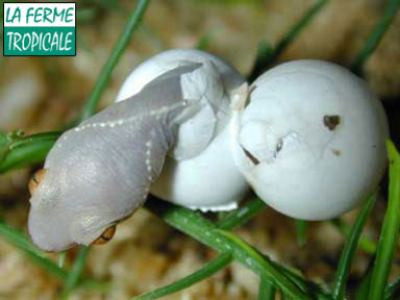[Sur le vif] Naissance de Gekko vittatus