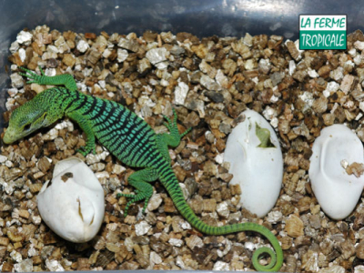 [Sur le vif] Naissance de Varanus prasinus