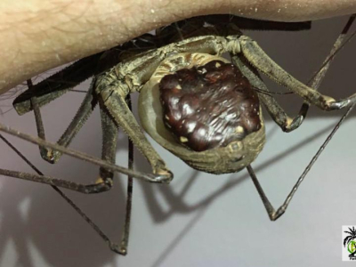 [Sur le vif] La reproduction des Amblypyges