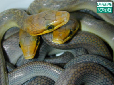 [Sur le vif] Naissance de Gonyosoma oxycephala