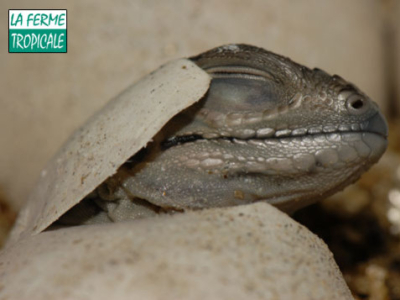 [Sur le vif] Seconde naissance de Cyclura cornuta à La Ferme Tropicale