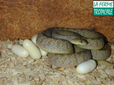 [Sur le vif] Naissance de Dasypeltis scabra