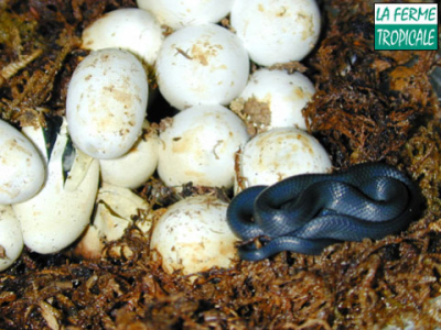 [Sur le vif] Naissance de Dipsadoboa unicolor