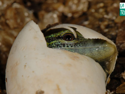 [Sur le vif] Seconde naissance de Varanus prasinus