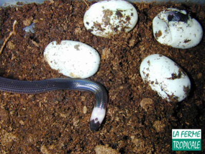 [Sur le vif] Naissance de Xenopeltis unicolor