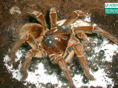 [Sur le vif] Naissance de Theraphosa leblondi