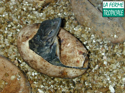 [Sur le vif] Première naissance française de Cyclura cornuta