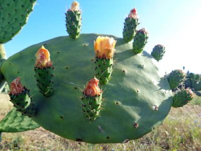 Opuntia, le figuier de Barbarie