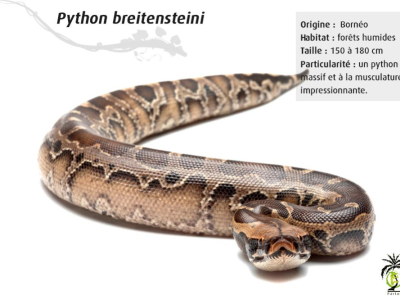[Présentation d'espèce] Python breitensteini