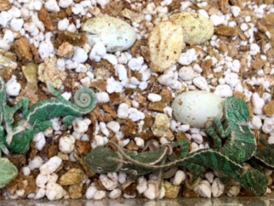 [Sur le vif] Naissance de Chamaeleo calyptratus