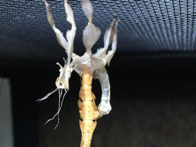 [Sur le vif] Mue d'Extatosoma tiaratum