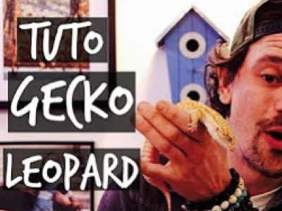 [Vidéo] Tuto gecko léopard par Toopet