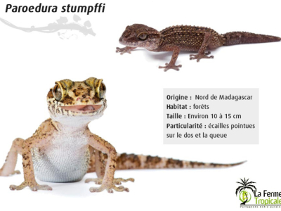 [Présentation d'espèce] Paroedura stumpffi