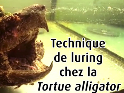 [Vidéo] Technique de luring - Macrochelys temmincki
