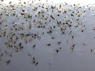 [Sur le vif] Naissance de néphiles