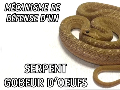 [Sur le vif] Mécanisme de défense d'un serpent gobeur d'oeufs