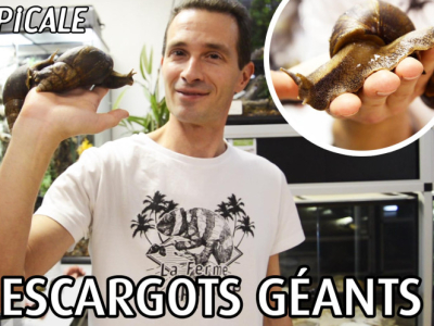 [Vidéo] Les chroniques de La Ferme Tropicale - Ép. 3 - Les escargots