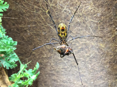 [Sur le vif] Repas de Nephila senegalensis